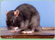 rat control Andover