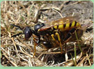 wasp control Andover